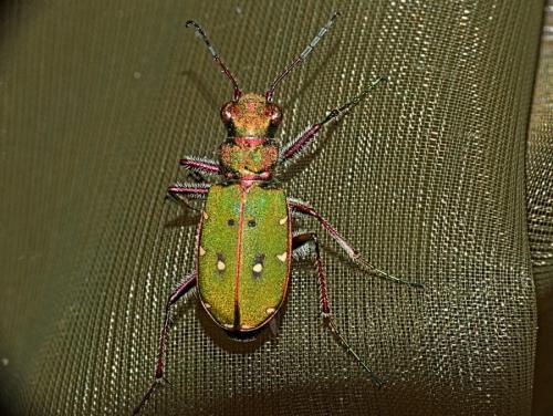 Réf. 341 841 : Cicindela campestris
